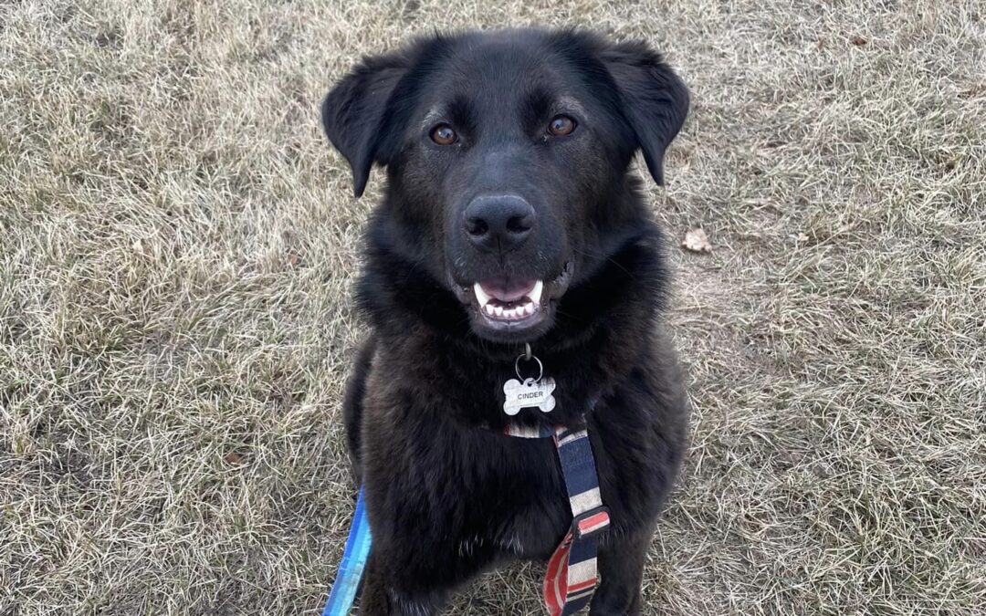Cinder 2023-024 – Adoption Pending
