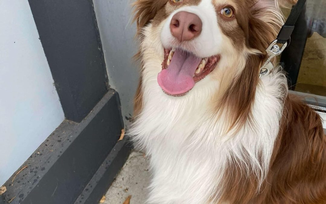 Dodger 2024-030 Applications on hold