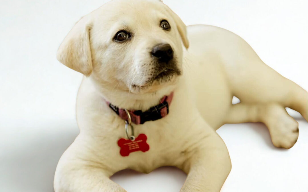 Gracie 2026-008