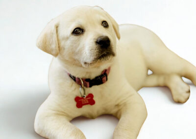 Gracie 2026-008